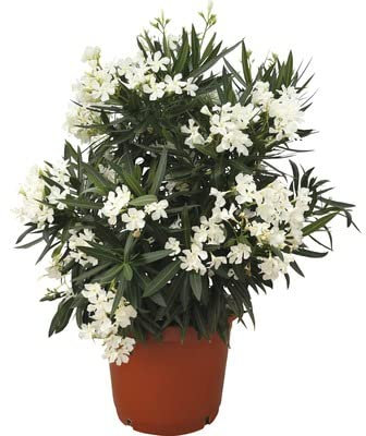 Adelfa Blanca Natural Árbol Exótico y Decorativo