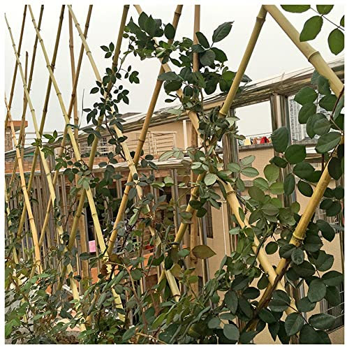 Treillis en bambou naturel avec rivets, panneau de clôture extensible pour support de plantes, utilisé comme plantes grimpantes, séparateurs, décoration murale (couleur : couleur naturelle, taille