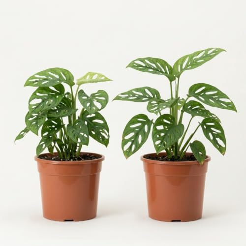 Monstera adansonii | 2er-Set | Affenblatt | ca. 25-30 cm | ø 12-15 cm Topf | Pflegeleichte Zimmerpflanzen für Wohnung und Büro | Qualität vom Pflanzen Profi | Ideale Raumbegrünung