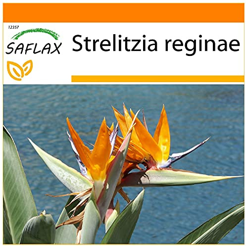 SAFLAX - Garden in the Bag - Uccello del paradiso - 5 semi - Strelitzia reginae