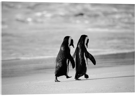 Posterlounge Pinguine gehen Hand in Hand Acrylglasbild von Stuart Westmorland 60 x 40 cm Schwarz-Weiß Wandbilder Wanddeko