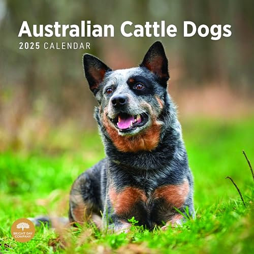 Bright Day Monats-Wandkalender 2025, Motiv: Australische Rinderhunde, 30,5 x 30,5 cm, niedliches Geschenk für Hunderassen