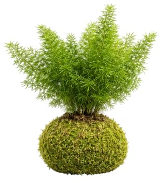 Kokedama Natural Asparagus Meyeri Cola de Zorro | Planta Interior DECOALIVE