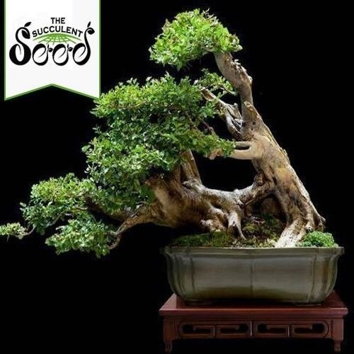 Portal Cool Liguster Comune - Ligustrum Vulgare (15 Semi di Bonsai)