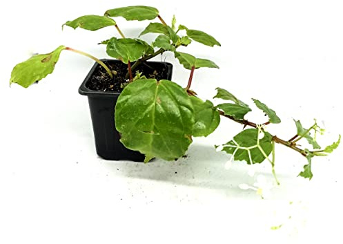 Planta NATURAL del Dinero - Planta Ornamental de Interior o Exterior