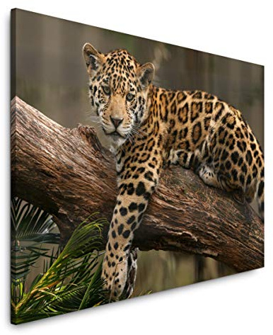 Paul Sinus Art Jaguar auf einem Ast 120x 80cm Inspirierende Fotokunst in Museums-Qualität für Ihr Zuhause als Wandbild auf Leinwand in