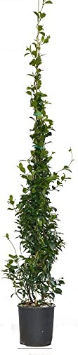 PIANTA DI RINCOSPERMUM FALSO GELSOMINO FIORE BIANCO RAMPICANTE VASO 22 H 210 CM Vivaio Annese