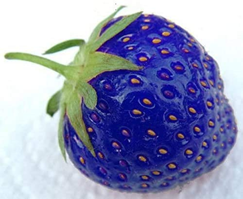 60 SEMI DI FRAGOLE BLU