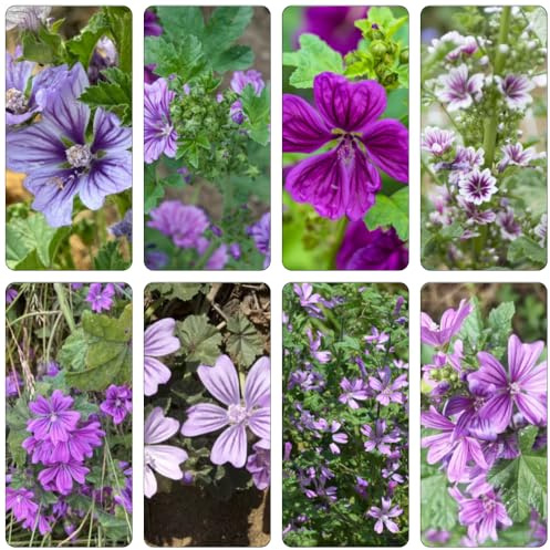 semillas de malva silvestres de balcón semillas balcón invernadero colgantes decoraciones jardín para exteriores arbustos resistente 40pcs