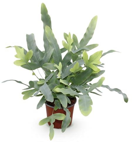Phlebodium aureum Blue Star Farn – Blaue Farnpflanze – Haustierfreundliche Zimmerpflanze 12cm – Höhe ca.25cm – Dekorativer Tropenfarn für Wohnzimmer & Büro