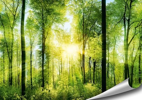 4FINO Wald Poster | von Sonne durchfluteter, zauberhafter, heimischer Wald | Bilder Natur Foto | Dekoration Wohnzimmer Schlafzimmer Küche | Ohne Rahmen (Mehrfarbig, 70 cm x 50 cm)