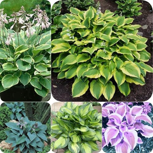 Hosta Plants Outdoor,Hosta Bulbs Mix Golden Jade Carving Feels Perfect UK Now Simple Planting Perennial Strong Plants That Grow Well-8Bulbs-I
