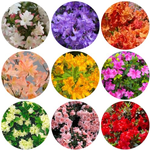 Semillas de azalea y rododendro, resistentes de balcón, resistentes, interior jardín, perennes verdes, decoración jardín al aire libre, 200pcs