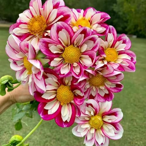 4bulbi tuberi di dalia perenni resistenti di precoci dalia per il giardino, balcone d'appartamento purificatrici