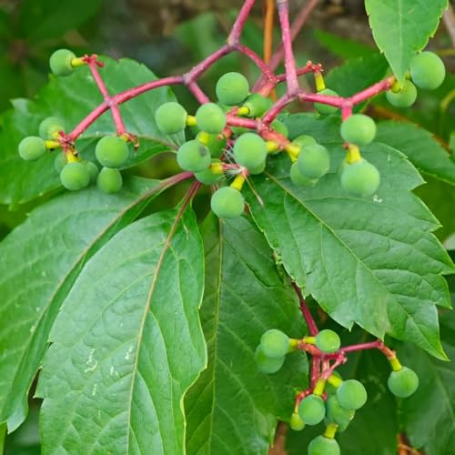 wilder wein, jungfernrebe - steingartenpflanzen hängepflanzenzaun deko vines kletterpflanze deko wohnzimmer herbstpflanzen winterhart blühend balkon für sonnige plätze seltene 225samen