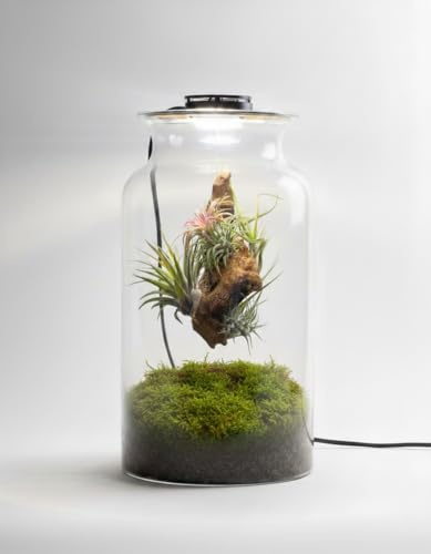 Jardin en Botella Eter - Terrario Plantas Vidrio Transparente Tapa con luz | Kit Jardin en Botella Todo Incluido Plantas de Aire Naturales en Raiz de Olivo