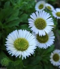 100 semi margherita Mare (Erigeron glaucus albus) fleabane mare, spiaggia Aster