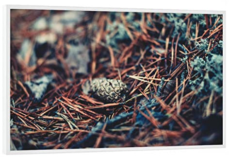 artboxONE Poster mit weißem Rahmen 75x50 cm Natur Tannenzapfen im Nadelbett - Bild tannenzapfen Natur Nature