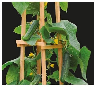 Pcs - 12x Concombre Patio Snacker F1 Légumes Plantes - Graines K472 - Seeds & Plants Shop by Ipsa