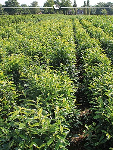 Kirschlorbeer Genolia 100-120 cm im Topf. 12 St. Lorbeer = Sichtschutz Hecke