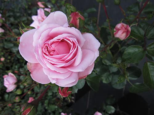 Märchenrose Home & Garden ® - Beetrose - Rosa Home and Garden ® - Kordes Rose