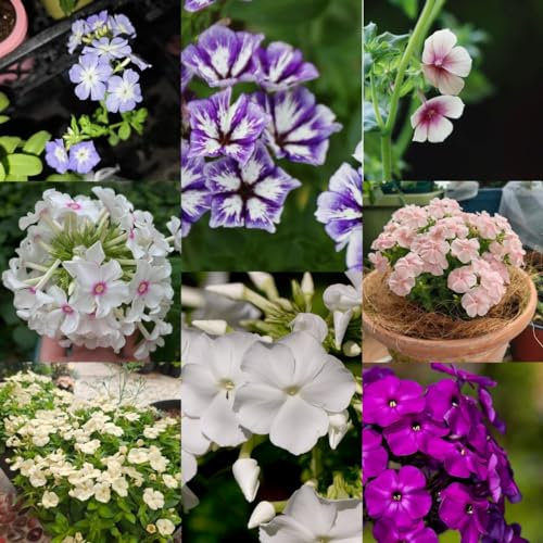 250 piezas Semillas de flox resistentes Semillas de cobertura del suelo Phlox Semillas de Phlox - Gancho Phlox Drummondii Regalos para amantes del jardín Comprar semillas de Phlox,
