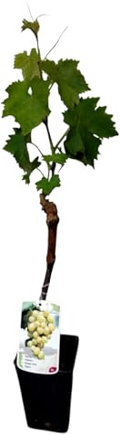 Planta natural Parra Moscatel, de 40 cm. Vid que produce uva dulce aromática, Vitis Vinifera. Segura Garden.