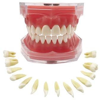 Standard tanddemonstration, YOUYA DENTAL tänder modell undervisningsmodell studieverktyg mjukt tandkött undervisningsläge med 28 avtagbara tänder