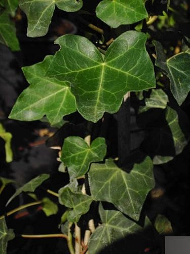 Hedera helix Hibernica - Grossblättriger Irischer Efeu 60-100