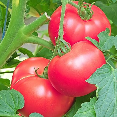 PlantiCo Himbeere Tomaten Warszawski 0,5 g Samen Tomatensamen Robuste Gemüsesamen Gemüse Samen Anzucht Saatgut Gewächshaus Garten Gemüsegarten
