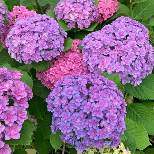 50 Stück Hortensiensamen, gentechnikfrei, mehrjährige Blumensamen, langlebige Blüten, anpassungsfähige Hortensiensamen für Innentopf, Gartendekoration im Freien L 50Stk