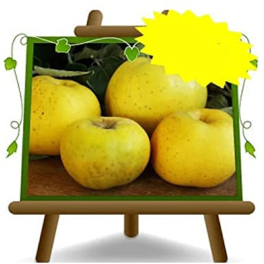 Apfelbaum Renetta von Kanada - Obstpflanze auf Blumentopf 20 - Baum max 170 cm – 2 Jahre Anbau Italien