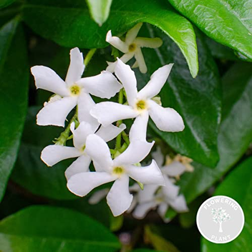 Bloomique - Trachelospermum jasminoides - Jasmin de Toscane - Blanc - Grimpante - Plante de jardin - Persistant - Rustique - 50-70 cm de Haut - Pot 15 cm
