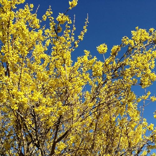 Forsythia Minigold 3l - Plante En Pot - Floraison Mars - Couleur de la Fleur - Hauteur 1 m