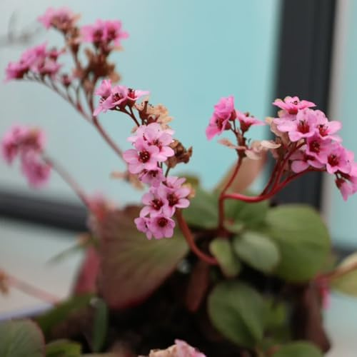 Bergenia cama elevada de jardín de balcón primavera decoraciones jardín para exteriores semillas prados silvestres interior exóticas prado 50pcs