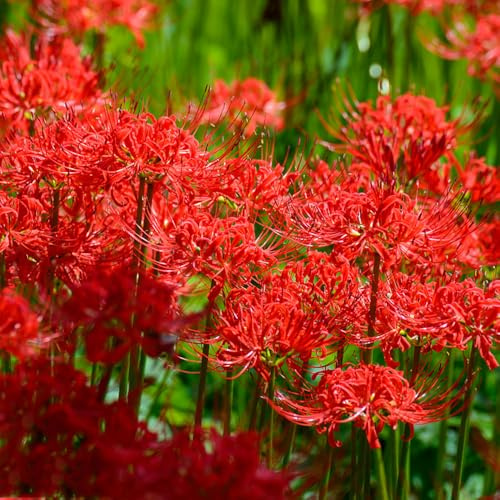 Giglio ragno - lycoris radiata - di sangue dito autunnali, resistenti, resistenti da giardino e da balcone in vaso 5bulbi