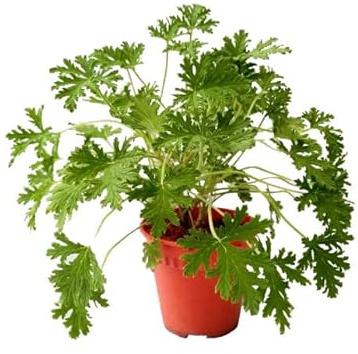 Geranio Citronella Natural Planta Aroamatizante Utilizada como Repelente de Mosquitos
