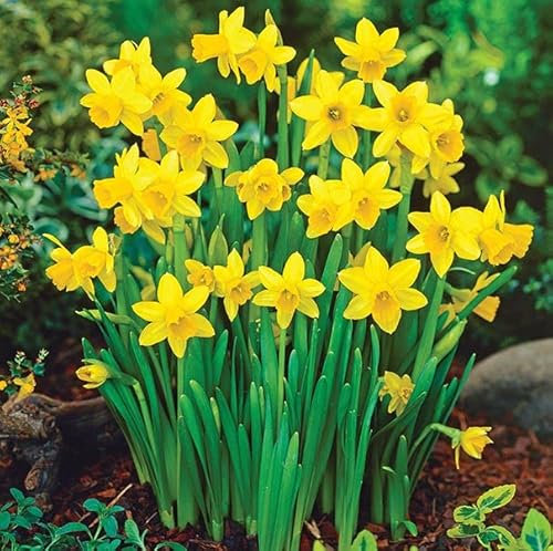 100 x Miniature Daffodils - Tete A Tete - Spring Flowering Dwarf Daffodil Bulbs
