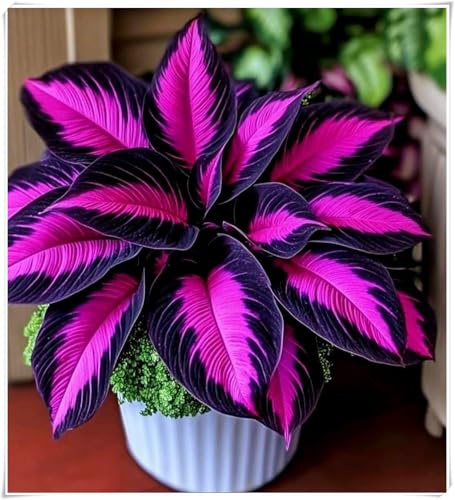 resistenti al freddo e alla siccità,miste,Bulbi di Hosta -Radici selezionate di hosta,adatte per la decorazione di giardini e balconi-4 Bulbi-B