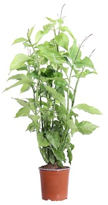 eGarden.store - Pianta vera di Odontonema Strictum o Fiore del Cardinale - Altezza pianta: 80 cm Diametro vaso: 17 cm - Dal rapido accrescimento e fioritura rossa autunnale da coltivare all'esterno