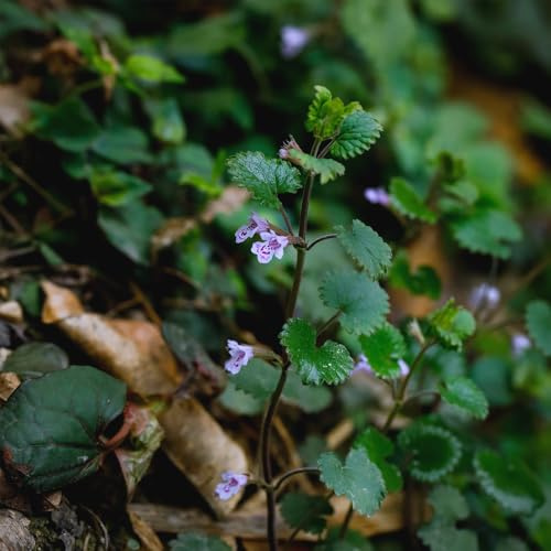 semi di edera terrestre da cucina da balcone Gundermann di selvatici perenni resistenti di medicinali da appartamento 500pcs