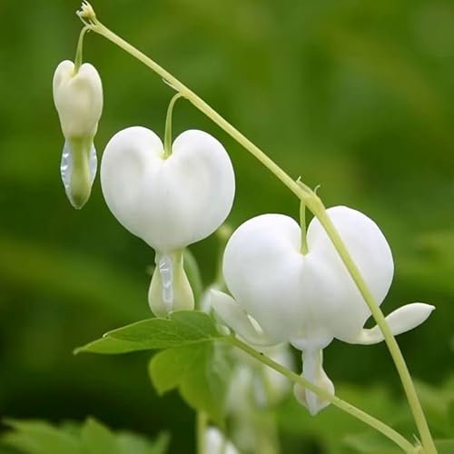 Plant Theory Alba Bleeding Heart Perennials Flowering Plants Lamprocapnos Spectabilis 2L Pot