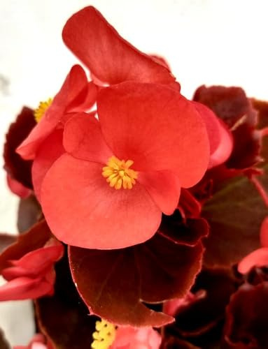 50 Semi di begonia rossa blumensamen (Begonia Semperflorens Rossa)