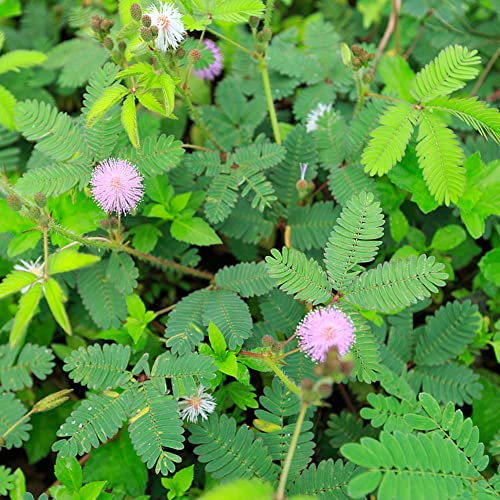 Mimosen - steingartenpflanzen winterhart alte sorten geschenke für gärtner exotische wohnzimmer deko stauden winterhart mehrjährig wildblumensamen bodendecker bio balkonpflanzen 150Samen