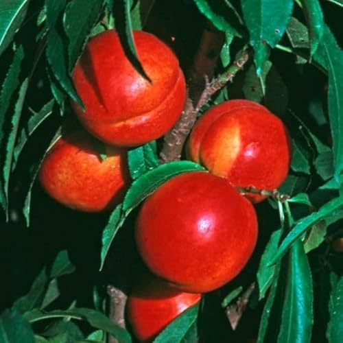 Sunglo Nectarine Tree, 1-2 ft Tall, Bareroot with Instructions, for Jelly, Wine