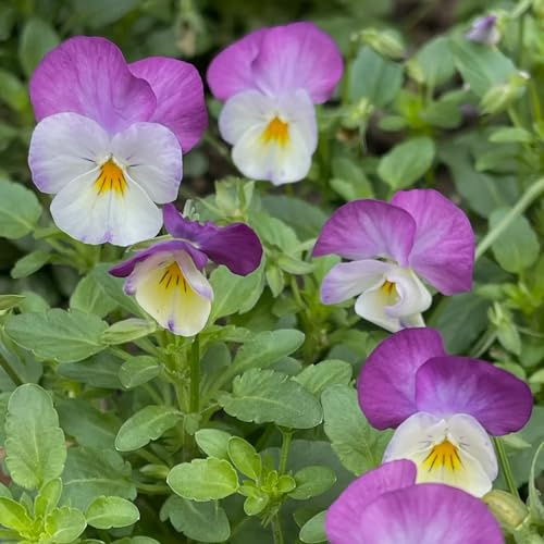semi di viola del pensiero, resistenti, perenni decorative, giardino vecchie varietà 350pcs