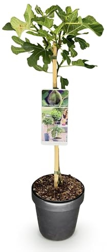 Figuier Ficus carica « Brown Turkey » - Plante tronc - Hauteur : environ 90 cm - Diamètre : 19 cm - Plante fruitière pour terrasse et jardin - Fruits comestibles - Facile d'entretien et robuste