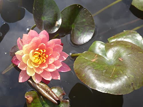 WASSERPFLANZEN WOLFF - Seerose fertig im PFLANZKORB - Nymphaea 'Wanvisa' - Seerose des Jahres 2019 - Rarität!