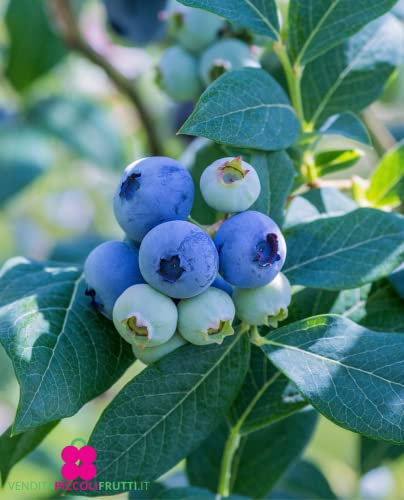 Plante de myrtille américaine à fruits géant 'Lateblue' Tardivo - en pot Ø 14 cm H 40/50 cm