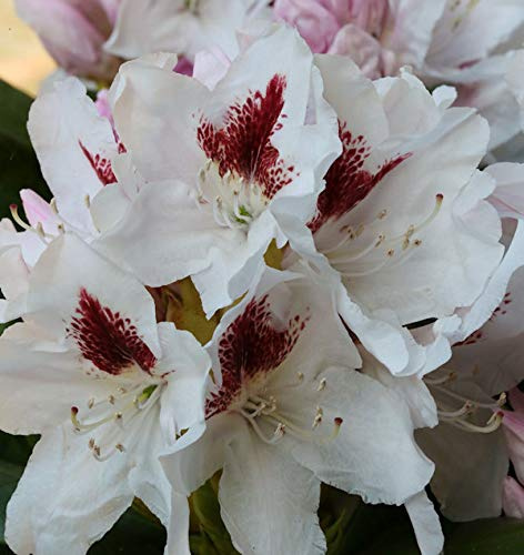 INKARHO - Großblumige Rhododendron Herbstgruß 40-50cm - Alpenrose - lebende Gartenpflanze aus den Baumschulen